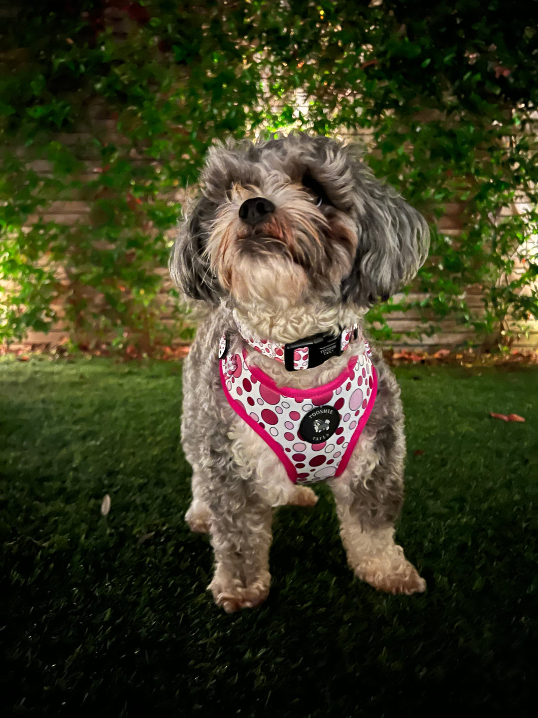 Dotty Dog Pink Harness