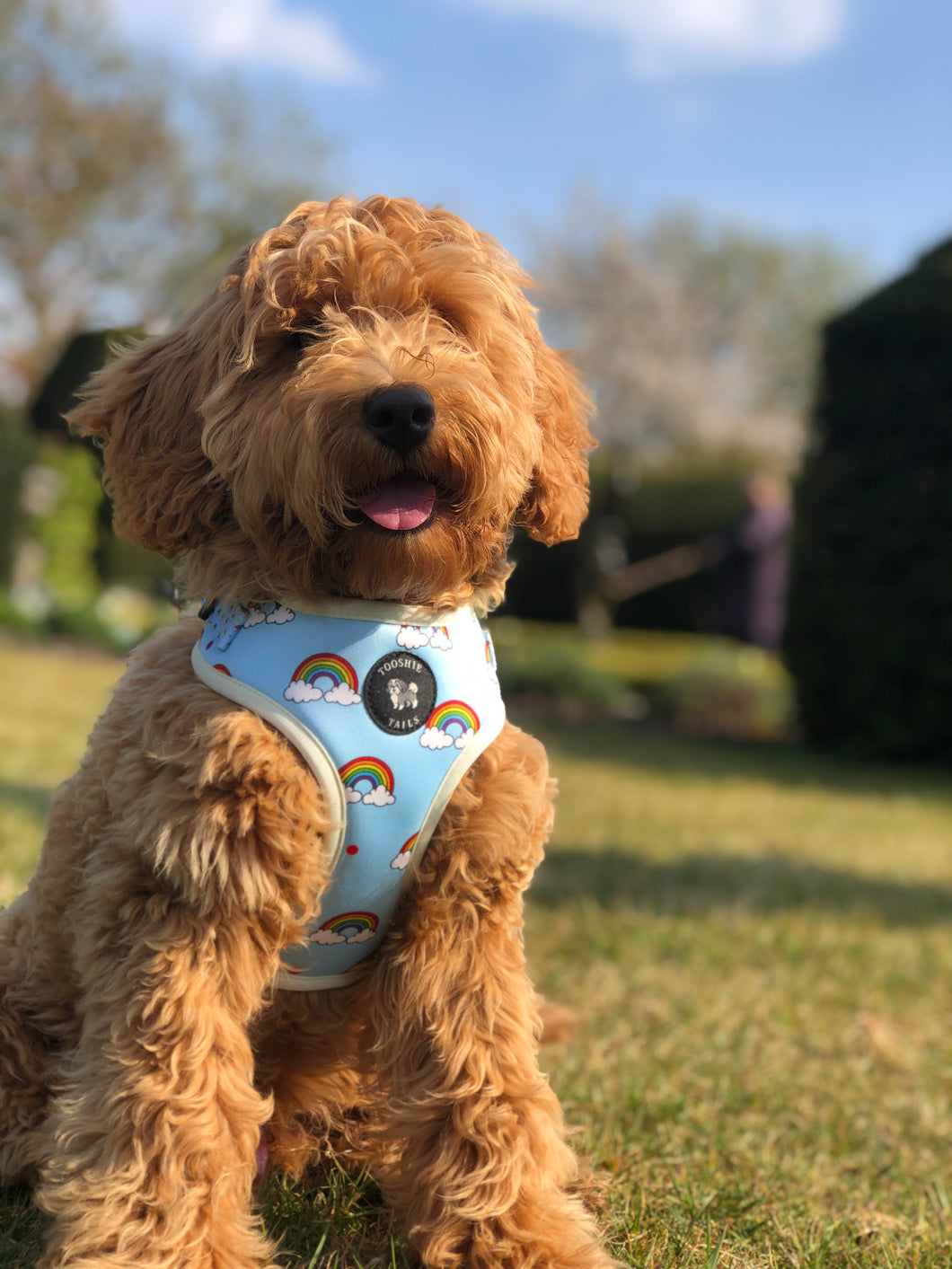 Somewhere Over the Rainbow Harness