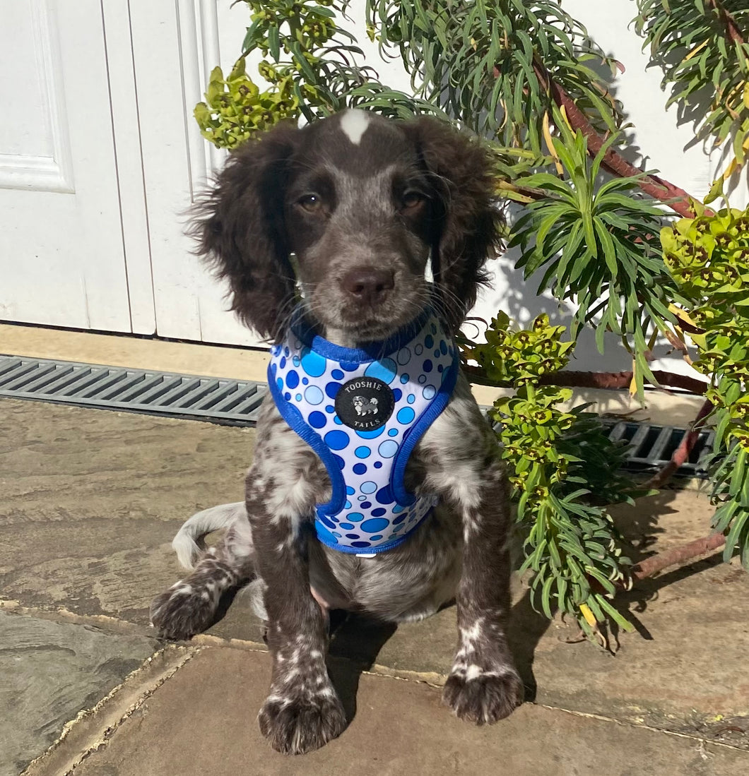 Dotty Dog Blue Harness